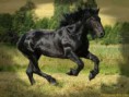 /album/photos-de-chevaux-poneys-anes-/cheval-noir-frison-jpg/
